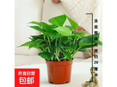 超值！绿萝盆栽满2.01减2元，券后3.99元带回家