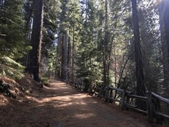 华裔谷歌工程师优胜美地徒步时遭坠枝击中身亡