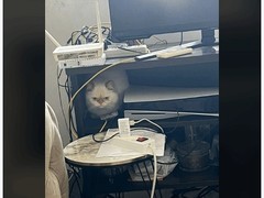 小猫呆坐PS5旁引热议，网友调侃设备压力山大