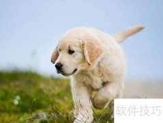 拉布拉多训练全攻略