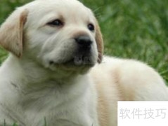 拉布拉多训练全攻略