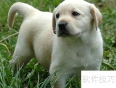 拉布拉多训练全攻略