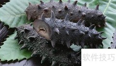 海参专卖挑选技巧分享