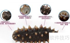 海参专卖挑选技巧分享