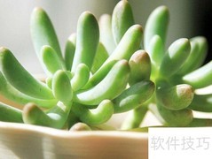 八千代多肉养护全攻略