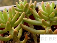 八千代多肉养护全攻略