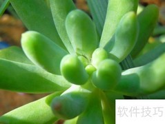 八千代多肉养护全攻略