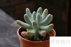 八千代换盆方法指南