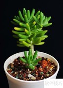 八千代换盆方法指南