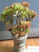 八千代换盆方法指南