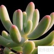 八千代养护技巧全解析