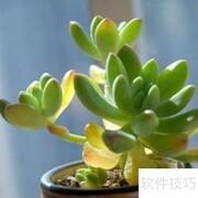 八千代养护技巧全解析