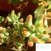 八千代养殖技巧