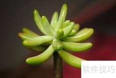 八千代养殖技巧