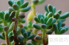 八千代养殖技巧