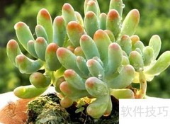 八千代养殖技巧全解析