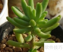 八千代养殖技巧全解析