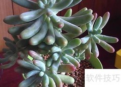 八千代养殖技巧全解析