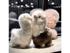 AUSGOLDENMIX澳洲羊驼玩偶69元抢
