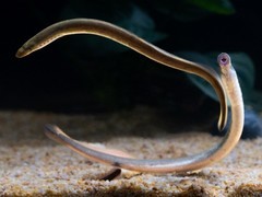 七鳃鳗脑图谱揭示五亿年前脊椎动物祖先大脑基本构造