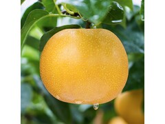 青青大地秋月梨4斤装，用券14.8元，满49再减10元