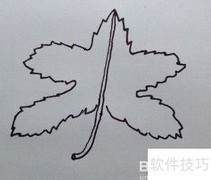 线描枫叶之美