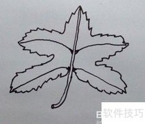 线描枫叶之美
