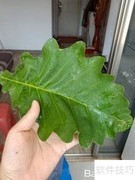 伯乐叶饼制作秘诀