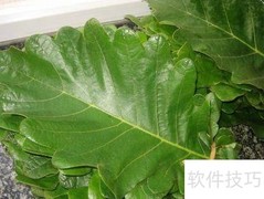 伯乐叶饼制作秘诀