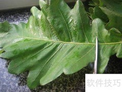 伯乐叶饼制作秘诀