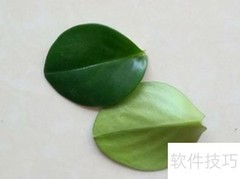 树叶豆子DIY创意小鸟