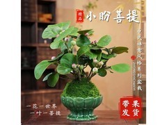 京东小盼菩提原盆售卖，到手仅14.9元