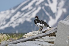 振翅之间，尼康伴你见自然之美