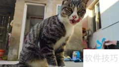 狸花猫野性难驯？3招轻松搞定