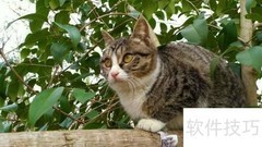 狸花猫野性难驯？3招轻松搞定
