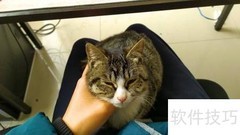 狸花猫野性难驯？3招轻松搞定