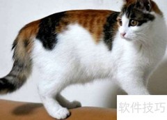 养三花猫的5大好处