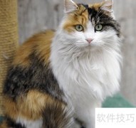 养三花猫的5大好处