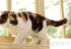 养三花猫的5大好处