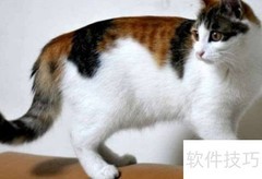 三花猫饲养必知要点