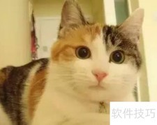 三花猫饲养必知要点