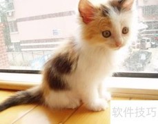 三花猫饲养必知要点
