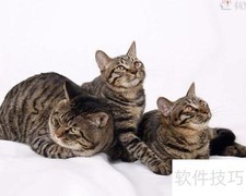 狸花猫的海外奇遇