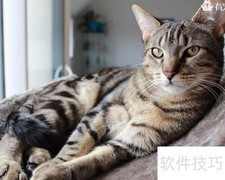狸花猫的海外奇遇
