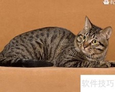 狸花猫的海外奇遇