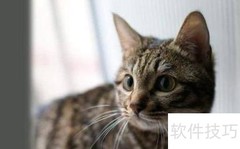 养狸花猫的五大禁忌须知