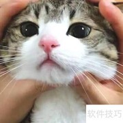 养狸花猫的五大禁忌须知