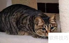 养狸花猫的五大禁忌须知