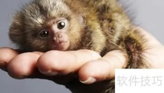 地球上最小的猴子揭秘