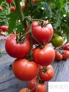 锰元素促进植物生长